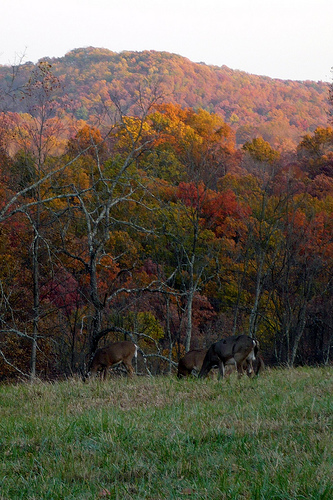 Deer Near the High Point