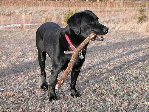 Young Elwyn with a stick