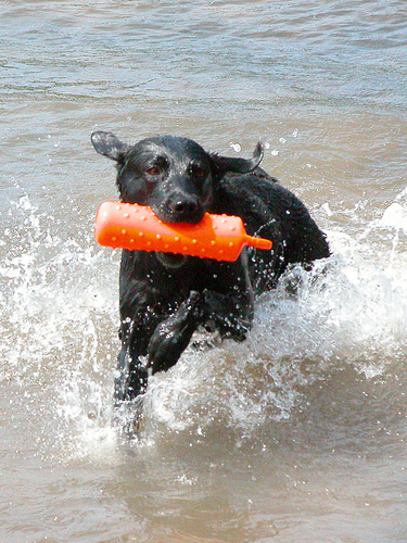 Elwyn splashes in the water