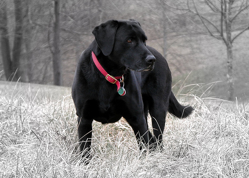 Elwyn being stately at The Farm