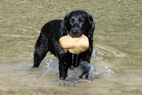 Elwyn finds a rock