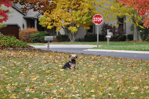 Neighborhood pooch