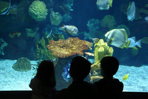 Alana, Benton, and Carson silhouetted at the Columbus Zoo aquarium
