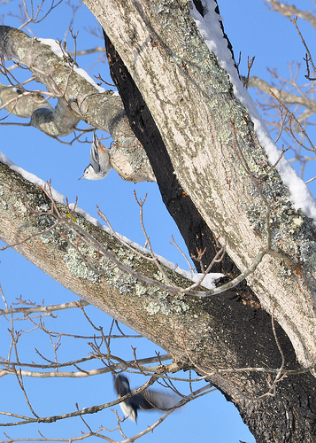 Birds in a snowy tree