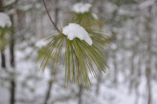 Fir tree with snow