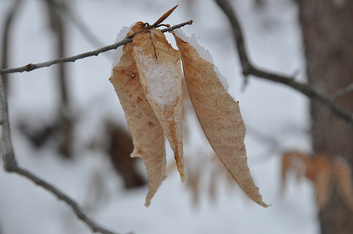 Leaves with Snow