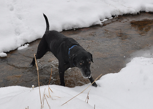 Molly in a snowy creek