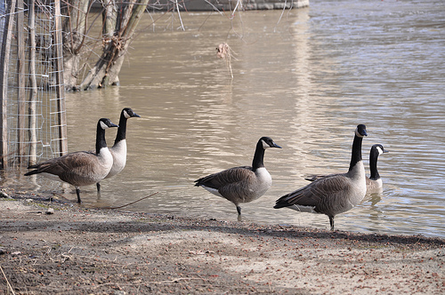 Geese on the banks of the Scioto River