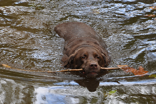 Holly Goes for a Swim