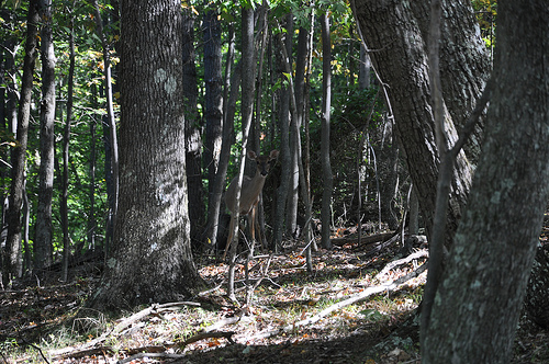 A Deer in the Woods