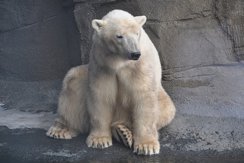 Polar Bear