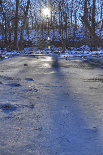 Blue Heron Footprints on the Frozen Scioto River