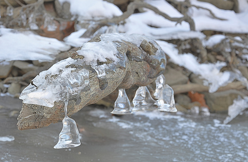 Odd Ice Formation on a Log (HDR)