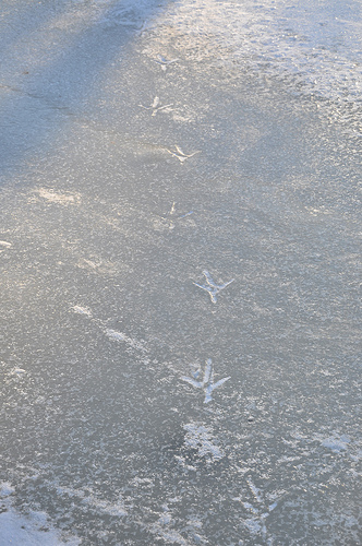Frozen Great Blue Heron Tracks