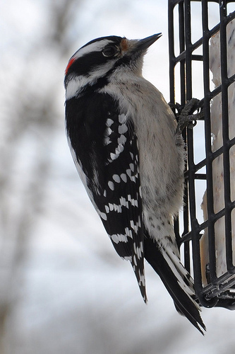 Downy Woodpecker - Adult Male