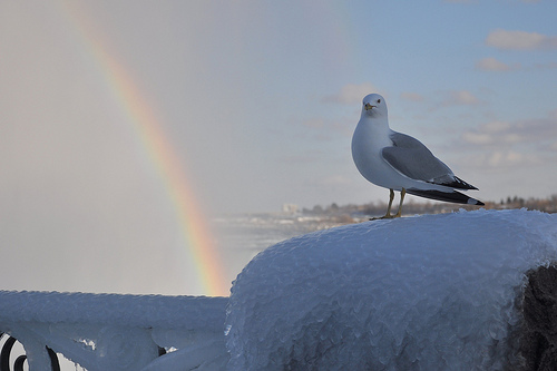 Seagull and (Double) Rainbow at Niagara Falls