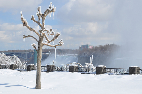 Ice-Misted Tree at Niagara Falls