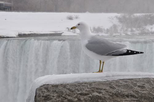 Niagara Falls -- Seagull