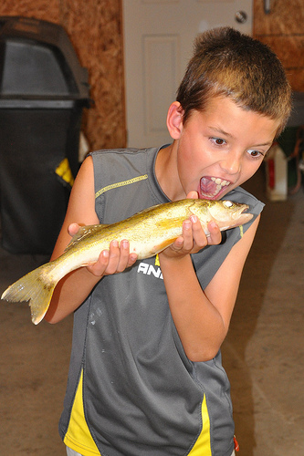 Walleye catch!