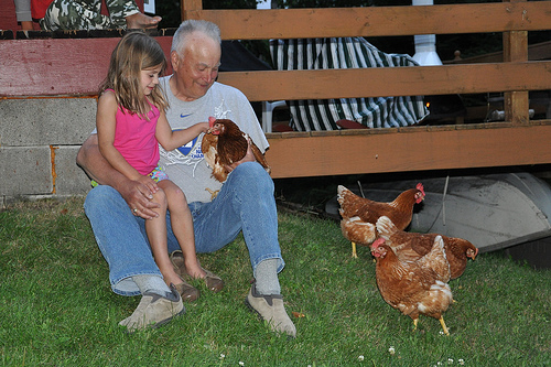 Alana and Uncle Bill pet the chickens