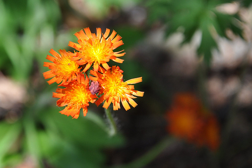 Unnamed orange flower