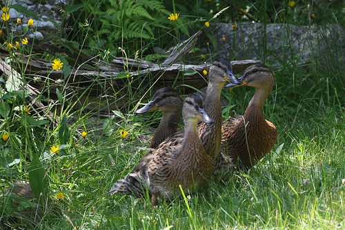 Mallard Duck Family on Rangelely Lake