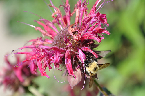 Bumblebee on a flower in Cooperstown
