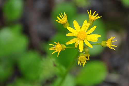 Yellow flowers