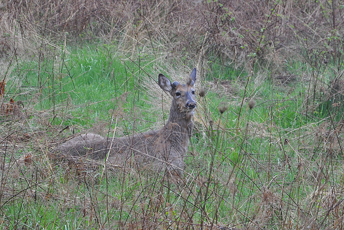 Spike buck at the overlook