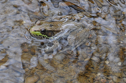 Semi-submerged frog